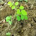 Moringa