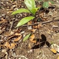 Cacao