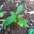 Markhamia