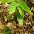 Cacao