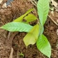 Cacao