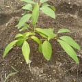 Avokado