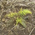 Grevillea