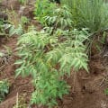 Neem