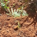 Tefrosia