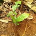 Cacao