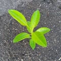 Citronnier