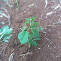 Moringa