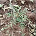 Grevillea