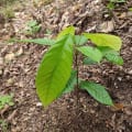 Cacaotier
