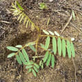 Tephrosia