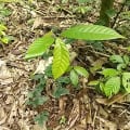Cacao