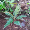 Grevillea