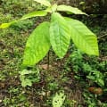 Cacao