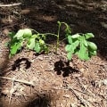 Moringa