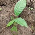 Cacao