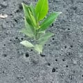 Rote Mangrove