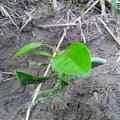 Citronnier