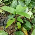 Cacao