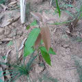 Flamango (Mango AIRC)