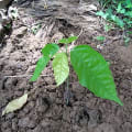 Cacao