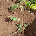 Tephrosia
