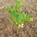 Moringa