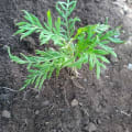 Grevillea