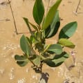 Mangrovia Asiatica
