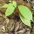 Cacao
