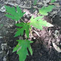 Papaya