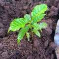 Antani
