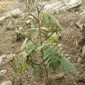 Tephrosia