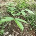 Caoba