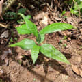 Cacao
