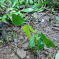 Caoba