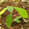 Cacao
