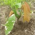 Cacao