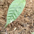 Cacao