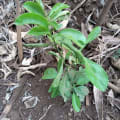 Citronnier