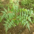 Neem