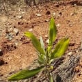 Acacia Mangium