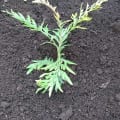 Grevillea