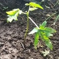 Papaya