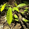 Cacao
