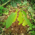 Cacao