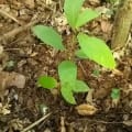 Cacao - Global Climate Strike