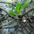 Mangrove Rouge
