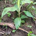 Banane
