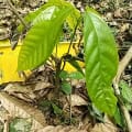 Cacao